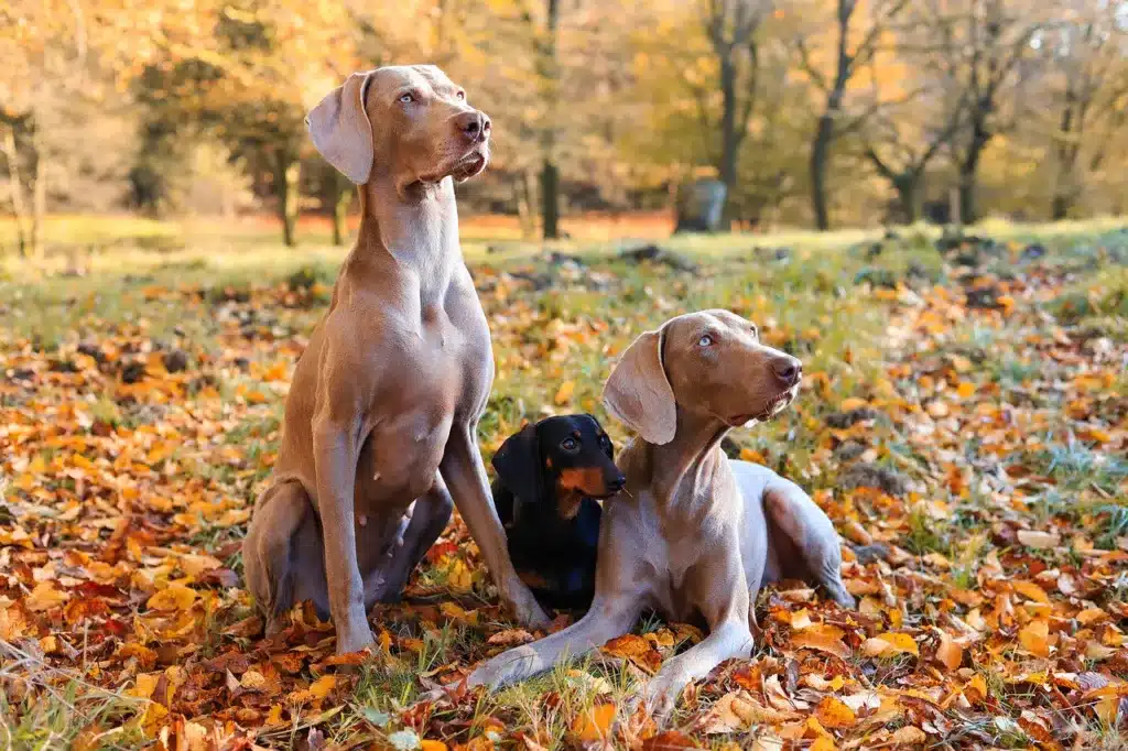 Guide des chiens pour les chiens: temps froid, se débarrasser et protéger les manteaux
